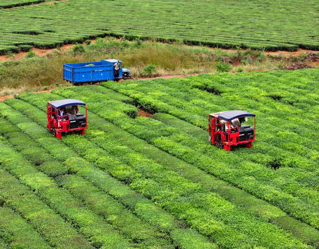 江西泰和:秋茶采摘 江西泰和:秋茶采摘