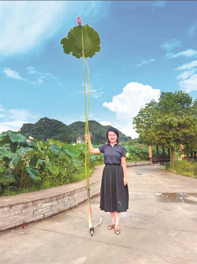 世界最高荷花在普定