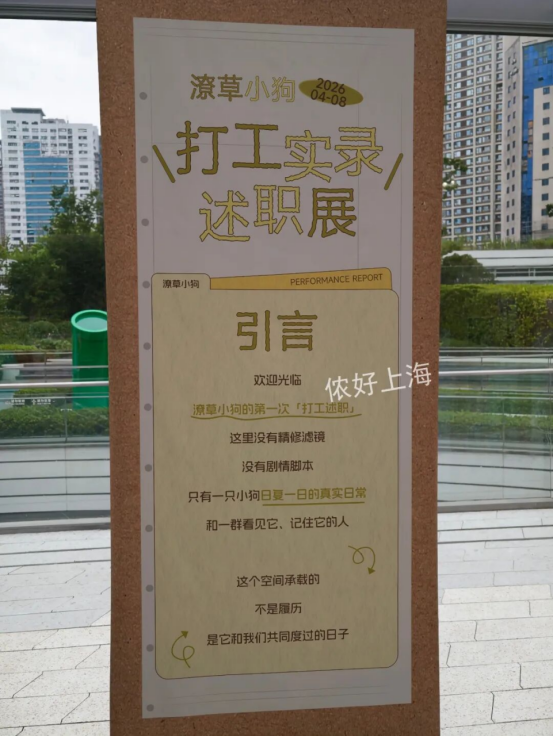 潦草小狗喜提“哪吒”丸子头！尾巴却秃一块？将开启超长打工，AI之歌送给它