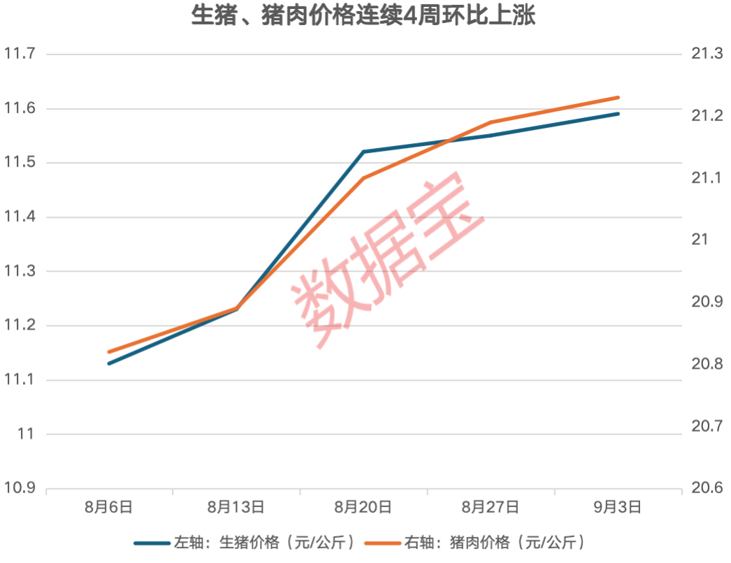 猪价连涨4周，上市猪企8月销量环比回暖