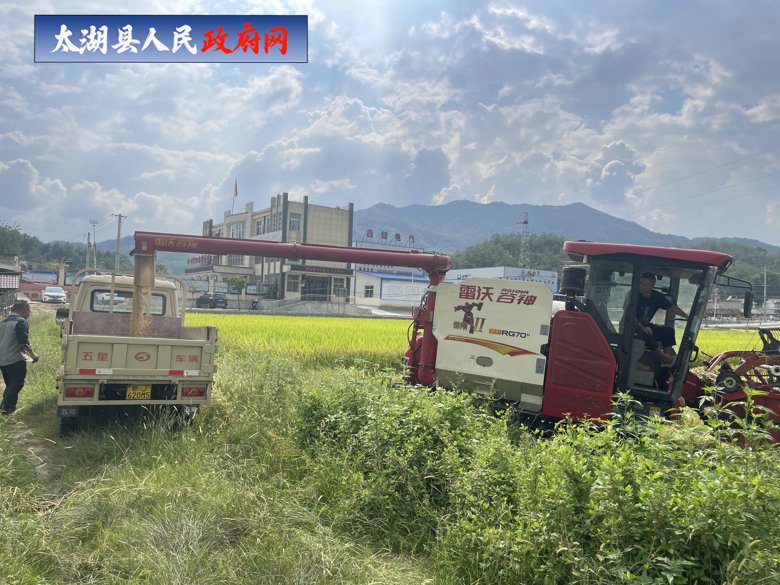 百里镇叶河村:稻田铺金迎秋收,农机奏响丰收曲 百里镇叶河村:稻田铺金迎秋收,农机奏响丰收曲