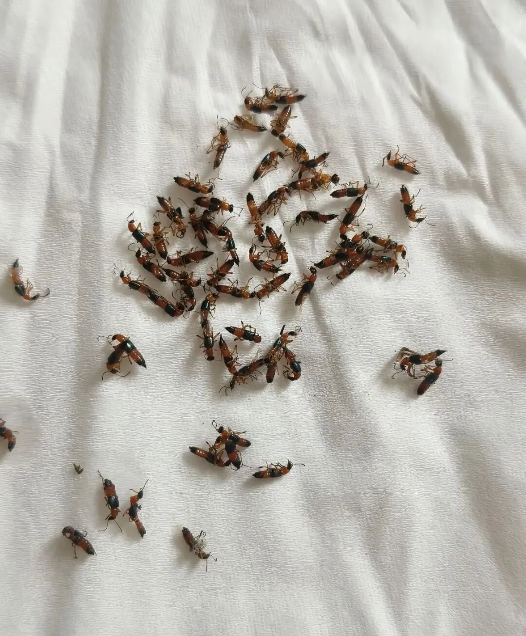 洛阳多地出现这种小虫！千万别拍，毒液堪比硫酸…