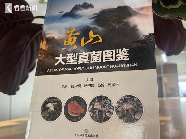 上海农科院数年科考 探秘黄山大型真菌物种 上海农科院数年科考 探秘黄山大型真菌物种