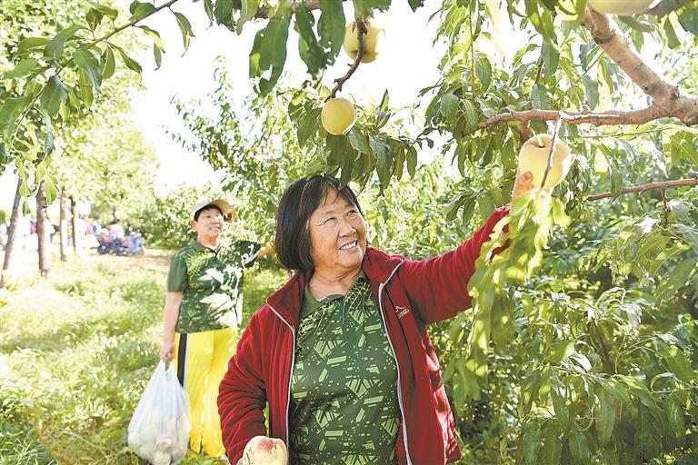 满园果香迎客来 满园果香迎客来
