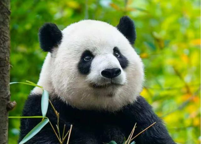 3D打印矫正器为大熊猫“箍牙齿”!罕见治疗背后是把熊猫当娃娃守护丨封面深镜 3D打印矫正器为大熊猫“箍牙齿”!罕见治疗背后是把熊猫当娃娃守护丨封面深镜