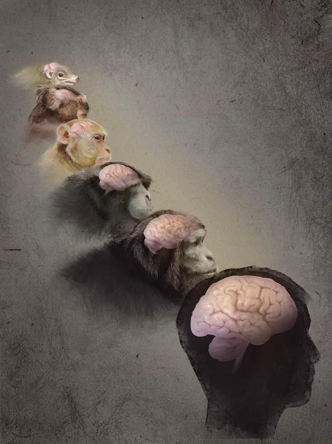 人脑为何布满“核桃纹”?科学家解析古老基因调控机制 人脑为何布满“核桃纹”?科学家解析古老基因调控机制