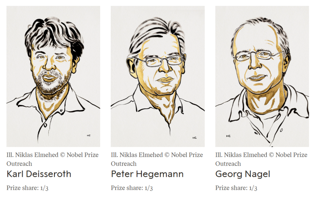 2026年诺贝尔生理学或医学奖揭晓，这些A股公司布局相关领域