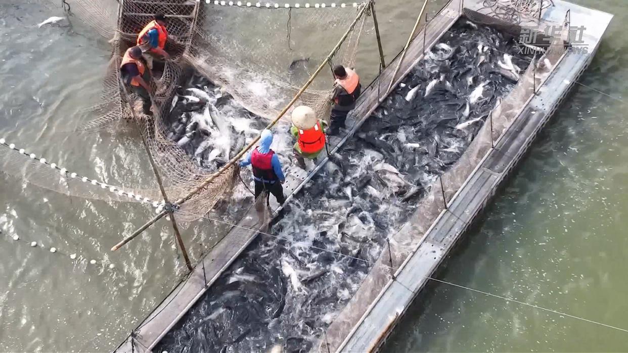 生态赋能秋收 江淮大地丰产又富民