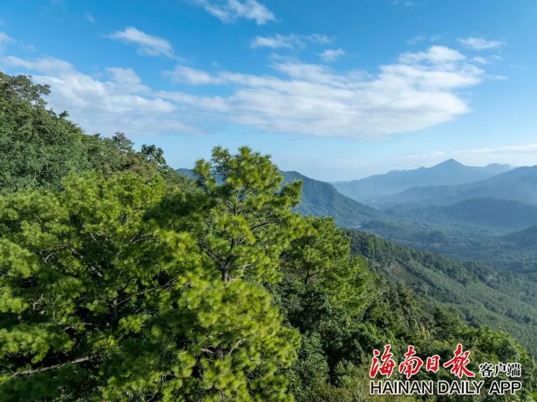 国际长臂猿日临近 走进海南长臂猿栖息地 国际长臂猿日临近 走进海南长臂猿栖息地