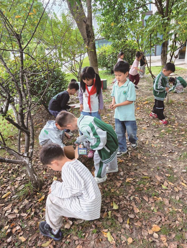 探秘无患子 “皂”出洁净力