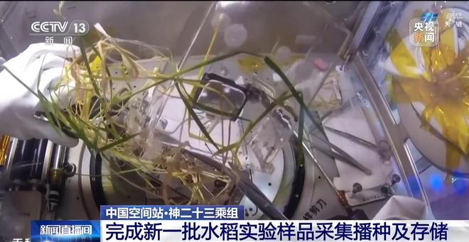 太空水稻再繁育!神二十三乘组完成新一批样品采集播种 太空水稻再繁育!神二十三乘组完成新一批样品采集播种