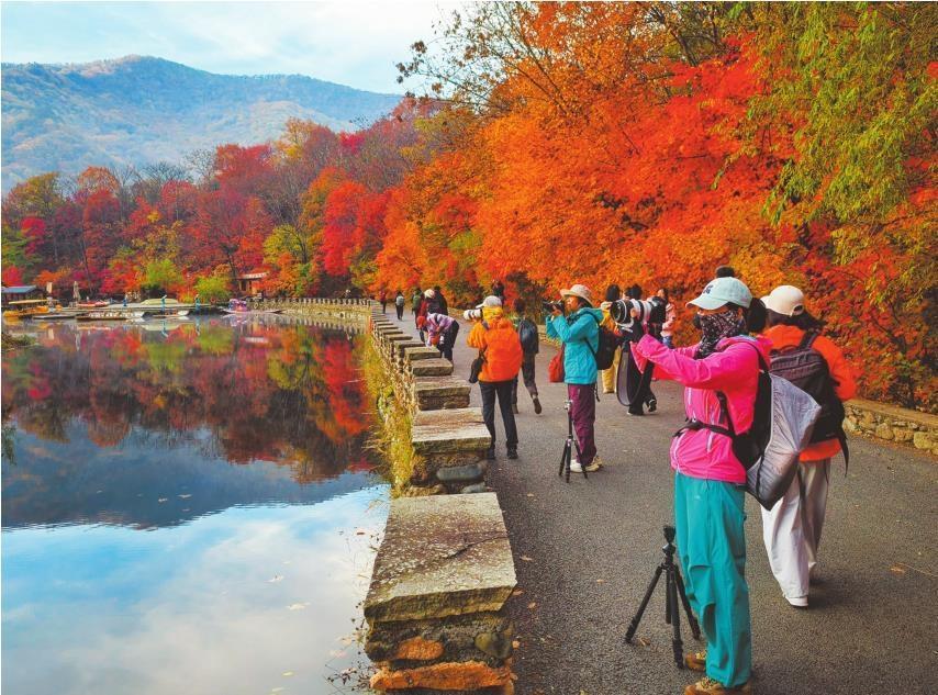 “枫”景激发秋日文旅活力 “枫”景激发秋日文旅活力