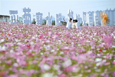 一园菊色 秋意满城