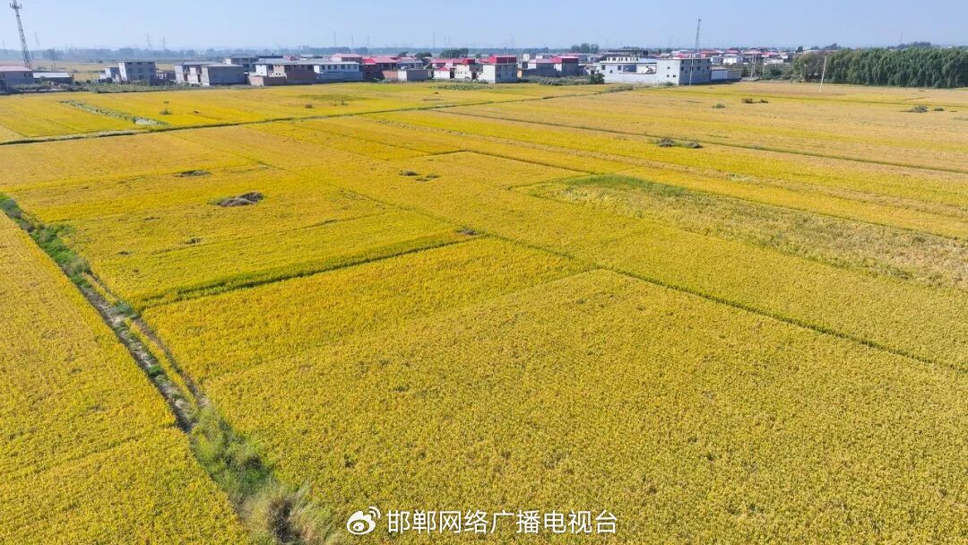 邯郸冀南新区:马头贡米开镰收割,金色稻田奏响丰收曲 邯郸冀南新区:马头贡米开镰收割,金色稻田奏响丰收曲
