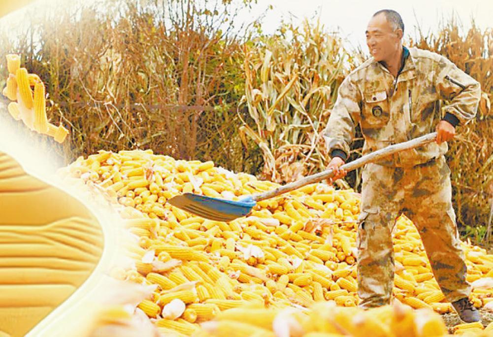 奋进“十五五” 阔步向未来·“丰”景这边正好|青冈 抢收玉米 颗粒归仓 奋进“十五五” 阔步向未来·“丰”景这边正好|青冈 抢收玉米 颗粒归仓
