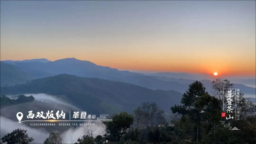 上古茶山|来革登古茶山!寻孔明传说,品香甜古茶 上古茶山|来革登古茶山!寻孔明传说,品香甜古茶
