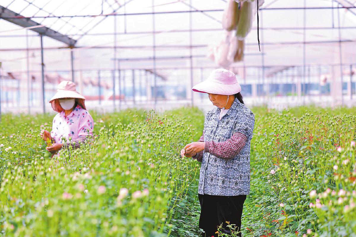 楚雄市：长征路上开满花