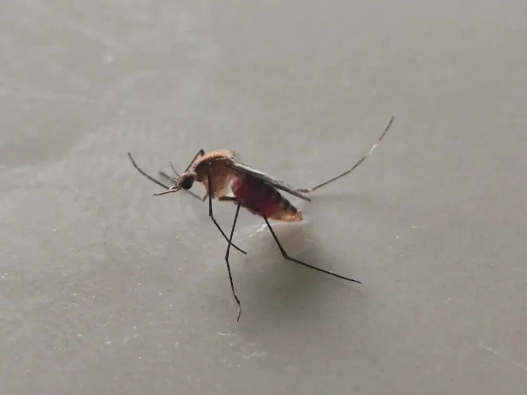 蚊子为何专咬你?防蚊灭蚊产品如何选择?一文讲清→ 蚊子为何专咬你?防蚊灭蚊产品如何选择?一文讲清→