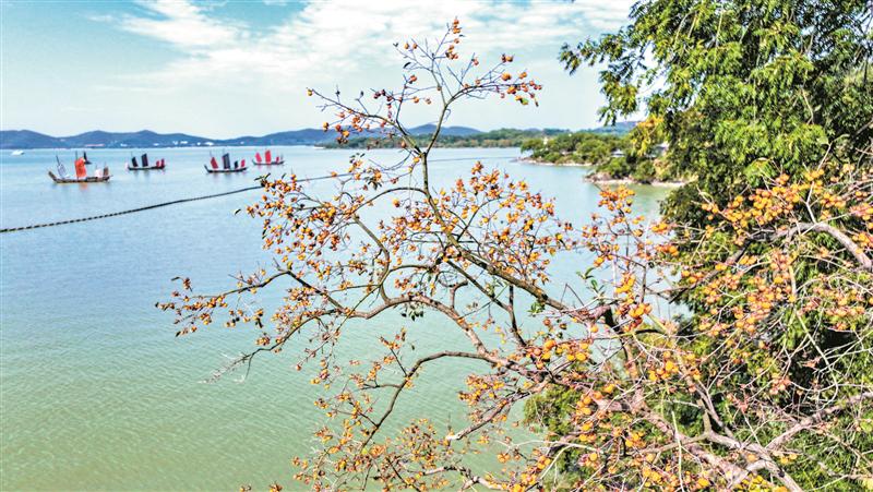 太湖边的柿子树“火”了 一棵树如何激活秋日文旅 太湖边的柿子树“火”了 一棵树如何激活秋日文旅