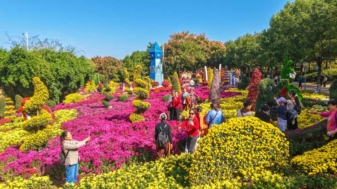 河南新野：菊花迎客