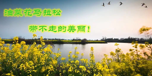 2016油菜花马拉松