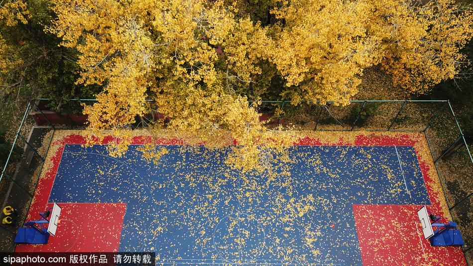透过篮球场的围网看去,落叶静静地躺在场内,网格的线条将满地黄叶分割成一幅幅连续的抽象画。