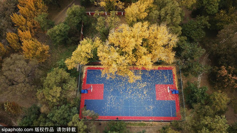 阳光斜射,将球场上落叶的影子拉长,光影斑驳间,几片颜色正艳的黄叶仿佛在诉说着生命最后的灿烂。