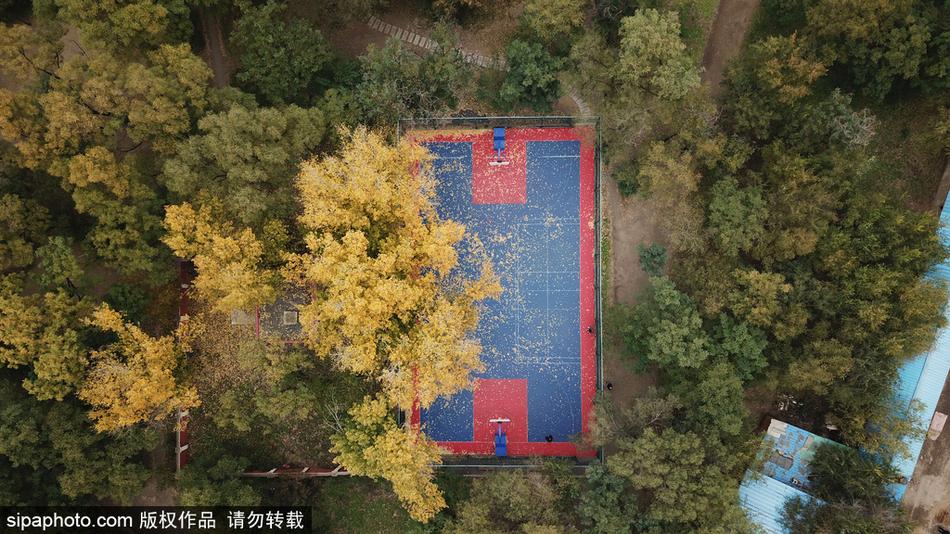 俯瞰视角下,金黄色的落叶如同碎金般洒满整个篮球场,绿色的地面与黄色的叶子交织出秋日独有的色彩交响曲。