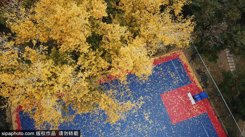 从球场一侧望去,落叶不规则却又有致地铺满地面,远处是公园里的常青树木,勾勒出一幅静谧的秋日园林图。