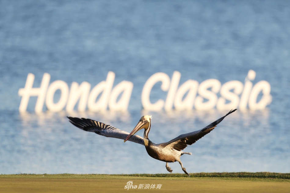 卢克·唐纳德在果岭上轻推小球，动作流畅精准，目光如炬地锁定洞杯方向。