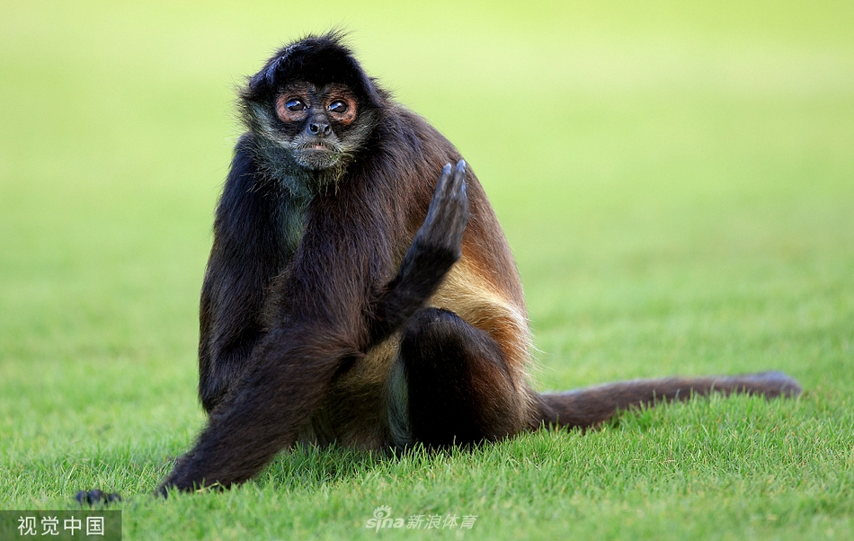 卡洛斯-奥尔蒂斯在沙坑中救球，表情专注，展现本土球星不屈的斗志。
