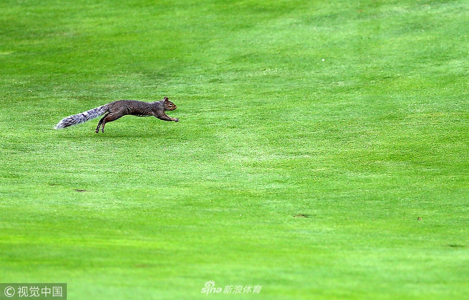 一只敏捷的松鼠突然现身球道，打断了球员的击球准备，成为全场关注的焦点