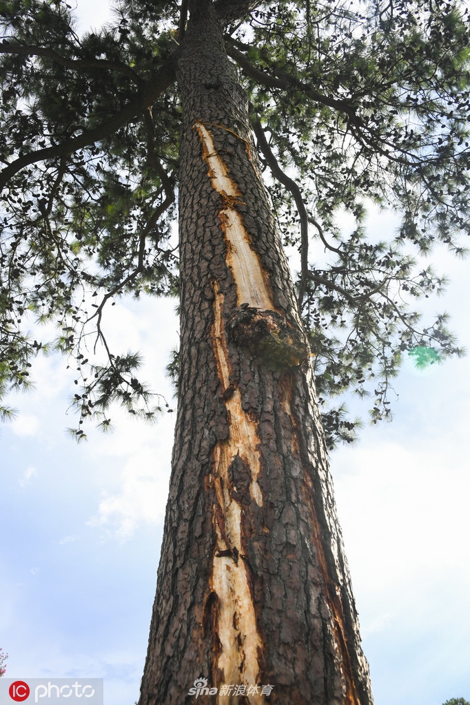 紧急医疗人员携带担架迅速穿越球场,冲向事发区域