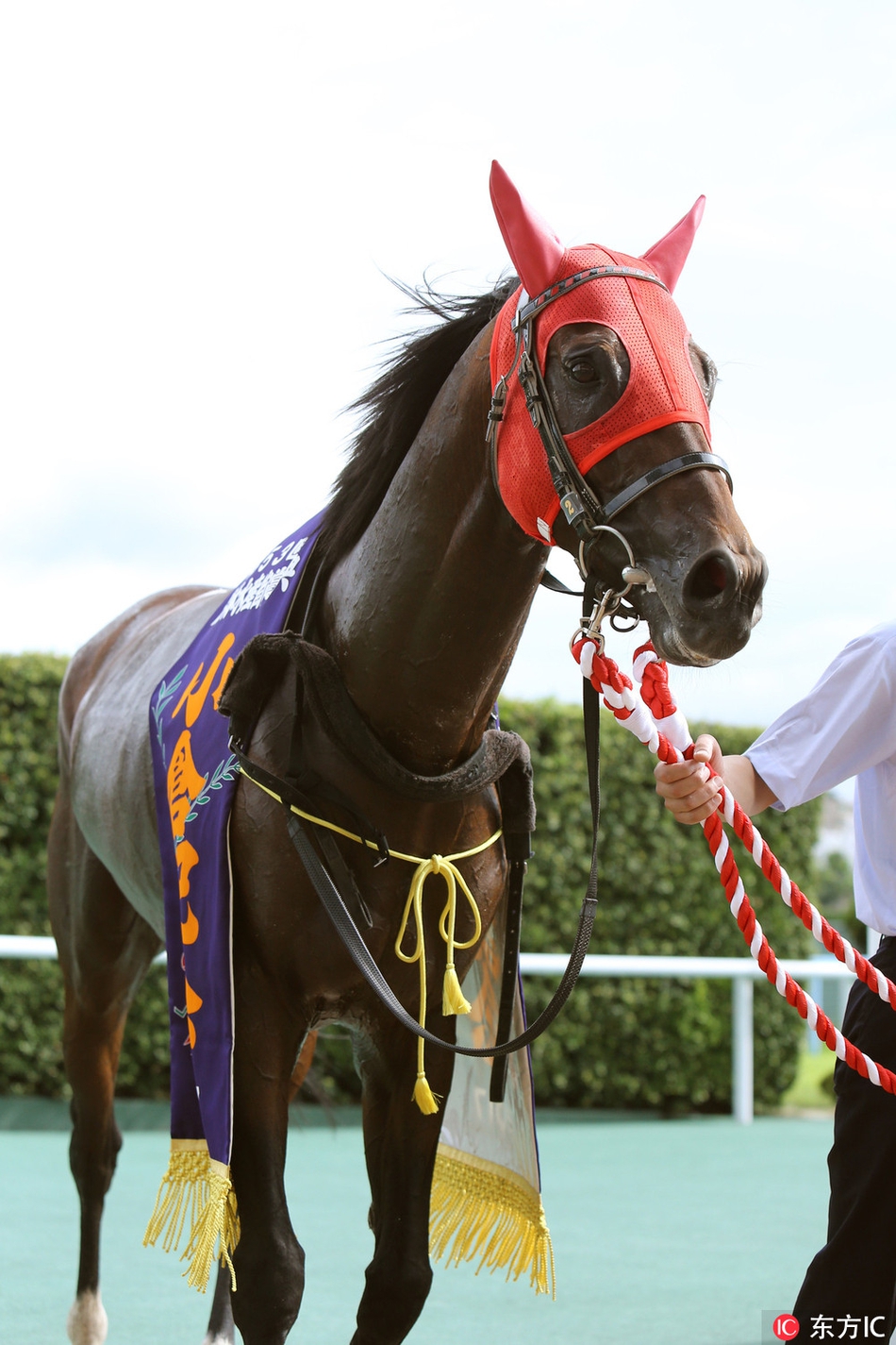 日本福冈赛马骏马驰骋赛场_高清图集_新浪网