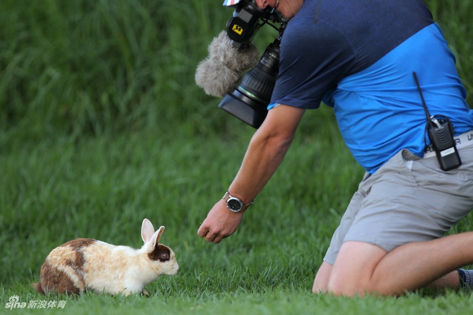 一只棕褐色的南非野兔静静地趴在约堡公开赛的果岭边,毛茸茸的身体与修剪整齐的绿色草皮形成鲜明对比。