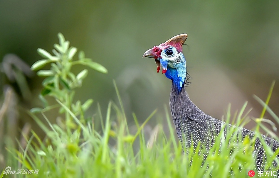 决赛轮开赛前,约翰内斯堡兰德公园高尔夫俱乐部的晨曦洒在空旷的球道上,宁静中酝酿着最终日的风暴。