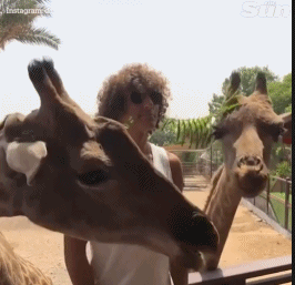 一段动态图片中，长颈鹿的舌头缓缓伸向路易斯，路易斯从一开始的等待到被舔中后的错愕与大笑，整个过程连贯有趣，让人忍俊不禁。