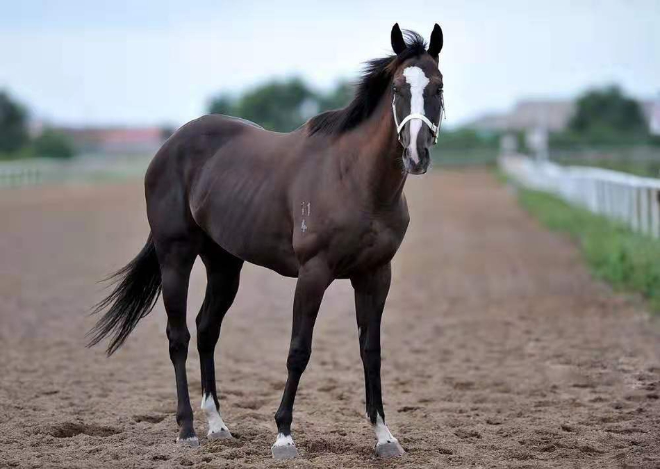 中国三大名马之首——伊犁马