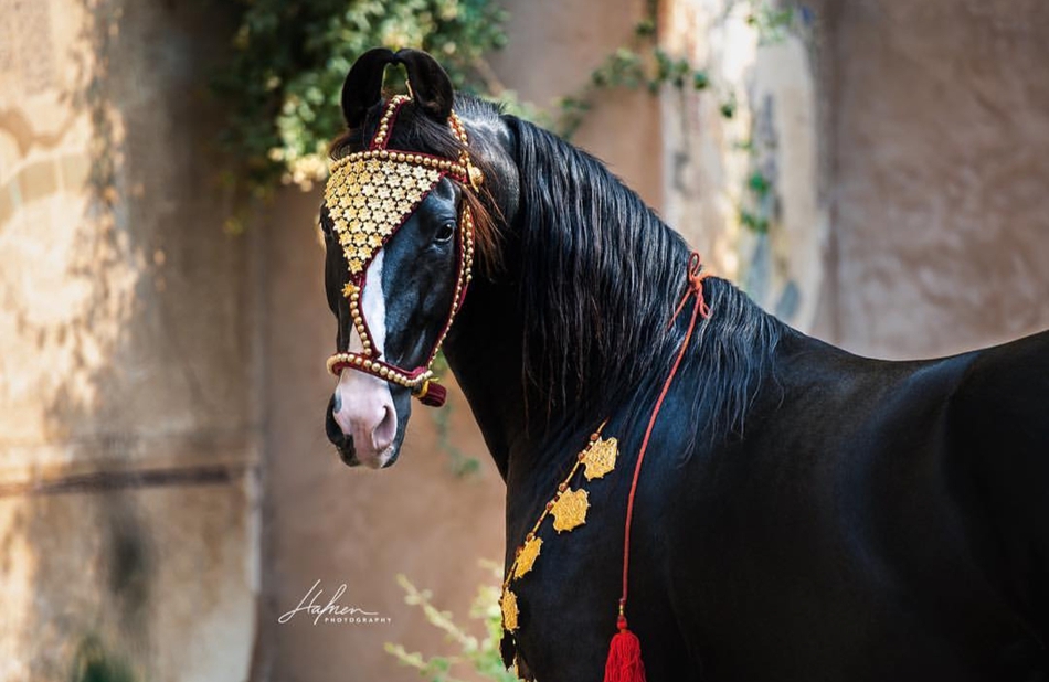 胡了麻将2下载安装