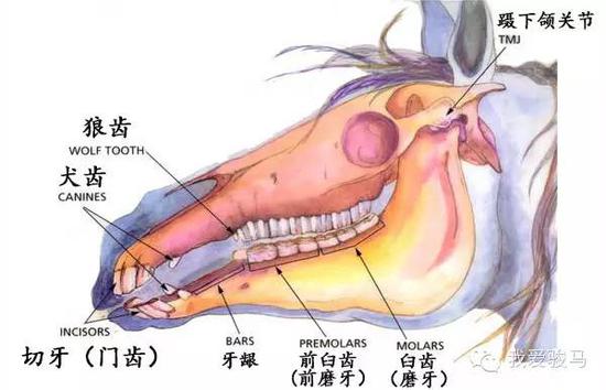 马的头颅结构示意图