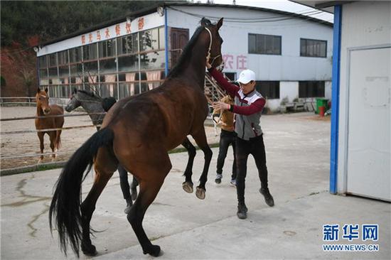 ▲一匹受伤的马因为害怕治疗又蹦又跳，学员黄万鹏在试图拉住它