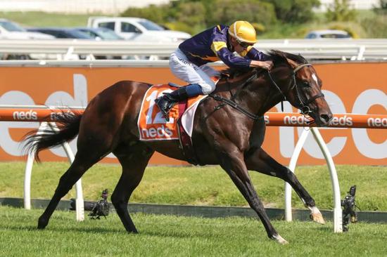 玉龙马业购入一级赛冠军“阿拉巴马速递”：澳洲牧场第二匹准种公马