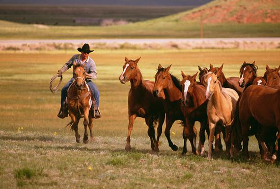 北美大牧场负责照顾牲畜的人们，他们有独特的西部骑马方式