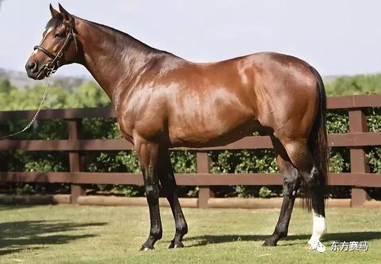 ▲图/Coolmore Stud，‘天文学家/’