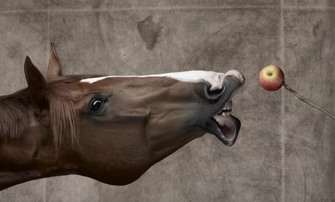 馬吃蘋果