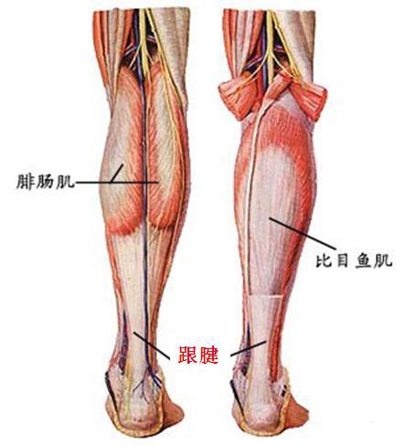 跟腱频繁、大强度使用,可发生慢性损伤