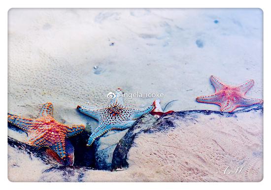 海洋世界的海星