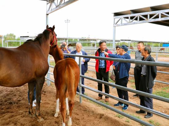 马业新闻丨海南高校赛马专业成香饽饽,三星级
