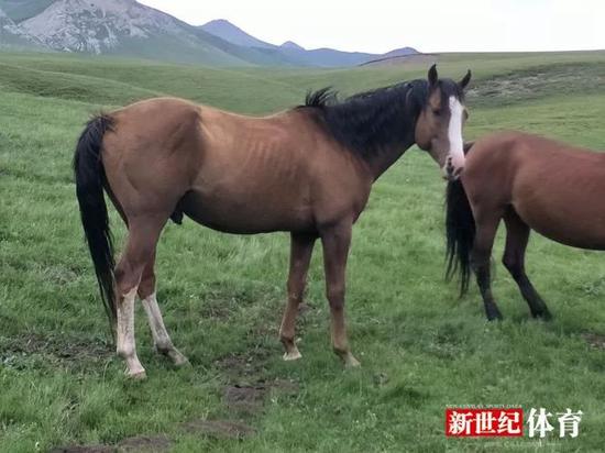 那些让人惊艳的国产马_综合体育_新浪竞技风