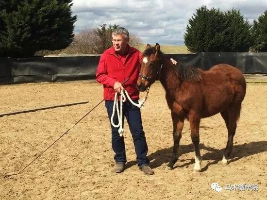 驯马的黄金年龄和方式